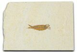 Juvenile Fossil Fish (Knightia) - Wyoming #354074-1